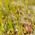 Rhynchospora fusca Feuille