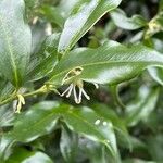 Sarcococca confusa Habitus