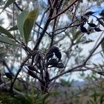 Grevillea exul果實