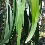 Eucalyptus camaldulensis Blad