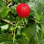 Potentilla indica Φρούτο