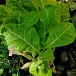 Nicotiana tabacum Blad
