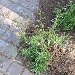 Lepidium graminifolium Habit