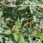 Mentha longifolia عادت