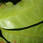 Pouteria trilocularis Leaf