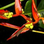 Heliconia nutans Blüte