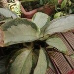 Calathea picturata List