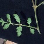 Phacelia cryptantha Blad