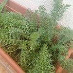 Achillea nobilis পাতা