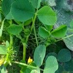 Medicago polymorpha Folio