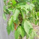 Paullinia pinnata Leaf