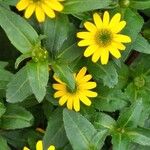 Sanvitalia procumbens Fula