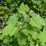 Rubus parviflorus عادت داشتن