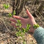 Lonicera morrowii Лист