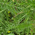 Achillea nobilis Лист