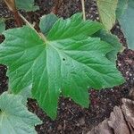 Begonia sikkimensis Leaf