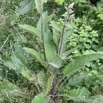 Verbascum chaixii Habit