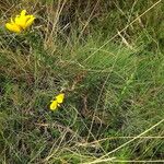 Ulex gallii Otro