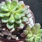 Echeveria minima Кветка