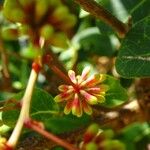 Pithecellobium unguis-cati Flower