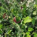 Aristolochia baetica Φύλλο