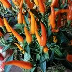 Capsicum frutescens Плід