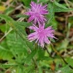 Centaurea nigraFlor