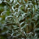 Artemisia cana Leaf