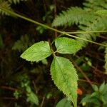 Clematis mauritiana Leaf