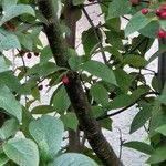 Cotoneaster bullatus 樹皮