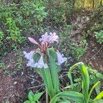 Crinum macowanii Flower