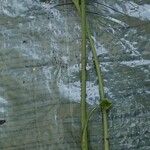 Antrophyum mannianum Hábito