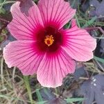 Hibiscus acetosella Flower
