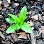 Epilobium tetragonum Лист