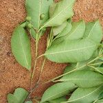 Shirakiopsis elliptica Yeri