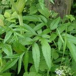 Angelica razulii Leaf