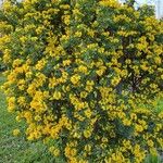 Coronilla coronataFleur