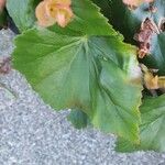 Begonia grandis Leaf