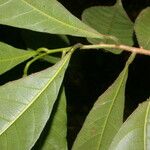 Gymnanthes riparia Hoja