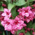 Weigela japonica फूल