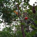 Salacia chinensis Fruitua