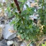 Antirrhinum latifolium Hoja