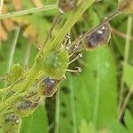 Crepis pulchra Fruto