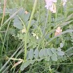 Vicia sepium पत्ता