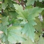 Hibiscus syriacus Folio