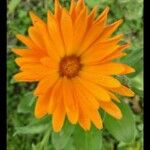 Calendula officinalisFlower