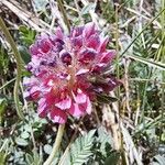 Anthyllis montana Blüte