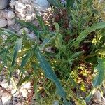 Rumex palustris برگ