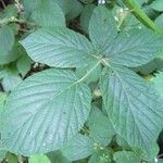 Rubus leyanus Blad