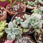 Graptopetalum paraguayenseপাতা